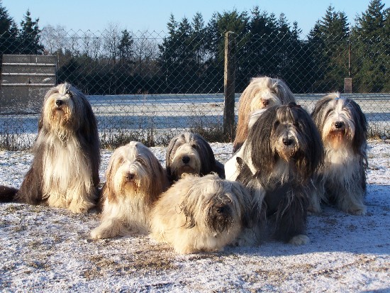 Unsere M&auml;use - nur M&ouml;pschen war nicht auf's Bild zu bekommen...