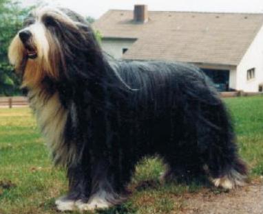 Sergeant Pepper's Asterix