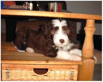 Balou auf seinem Lieblingsplatz