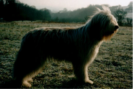 Bist du nun endlich mit meinem 'Steh' zufrieden, Frauchen, oder immer noch nicht?