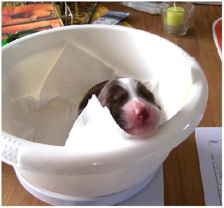 Das braune I-T&uuml;pfelchen beim Wiegen