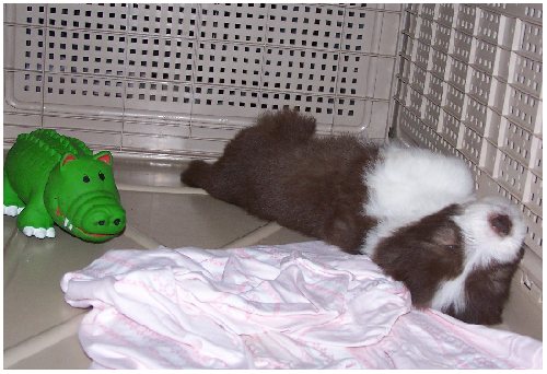 Mein kleiner gr&uuml;ner Freund und ich