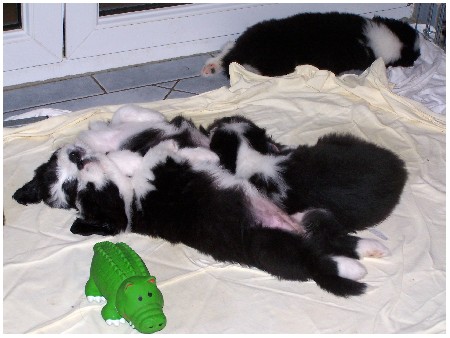 Nase-Nase oder Parallelkuscheln mit dem Geschwisterchen