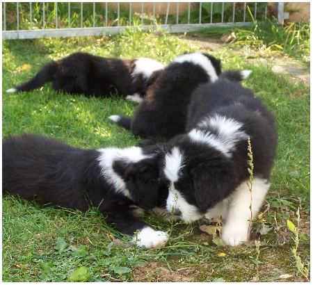 Spielstunde im Gr&uuml;nen