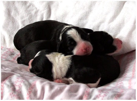 Die letzten beiden M&auml;dels und eines, das sich dazugeschmuggelt hat!