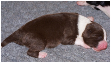 Brauner Knuffelb&auml;r