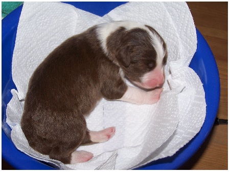 Schokodame beim Wiegen