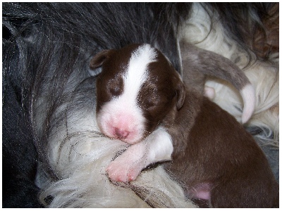 Copper Dawn mit Mama