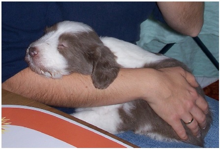 Dwina l&auml;sst sich nach Herzenslust durchkuscheln!