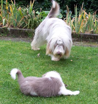 Cappuccina und Dwina