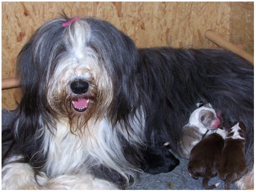 Yuma kurz nach der Geburt ihrer Babies - noch etwas geschafft, aber zufrieden ;-)