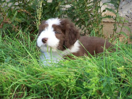 Dickens-H&auml;schen in der Grube