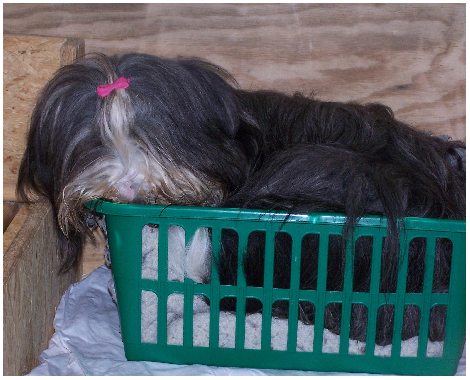 Yuma macht es sich bequem ;-)...