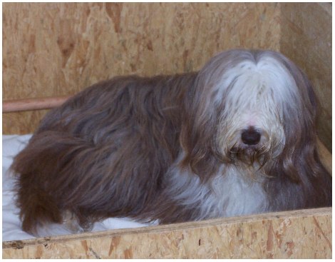 Bo wollte schon 'mal in der Kiste Probe liegen...