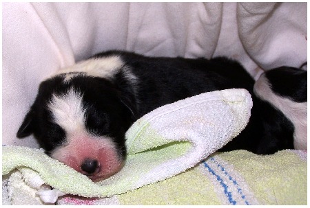 Der kleine Schwarzb&auml;r