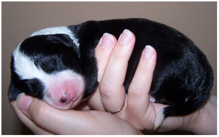 Die schwarze Zaubermaus macht es sich bequem