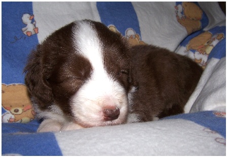 Dawn im Beardie-Traumland