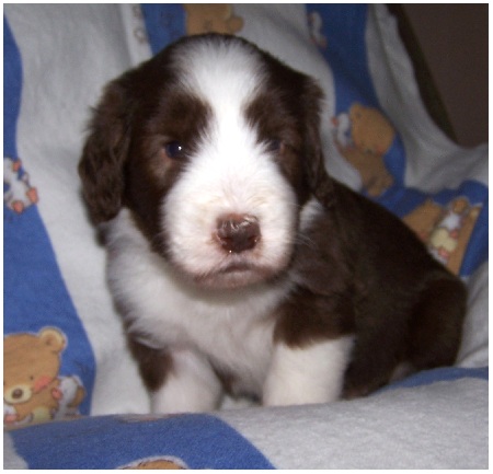 So sehen Beardiekomiker aus...