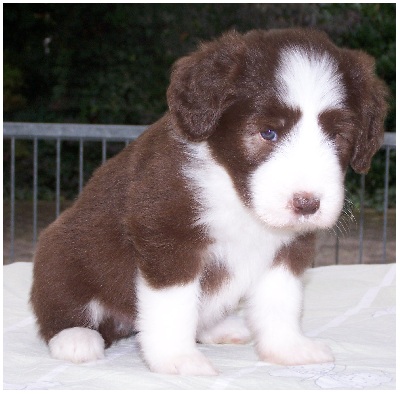 Knutschkugel Dickens