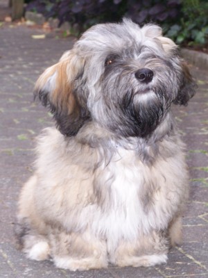 Doodle - feiner Junge