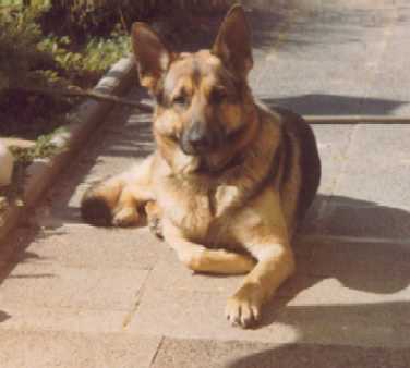 Dorian auf seinem Lieblingsplatz neben dem Gartenteich