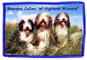 Die 'of Highland Wizzard Bearded Collies'