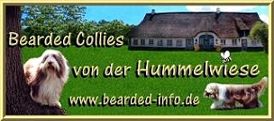 Die Bearded Collies von der Hummelwiese