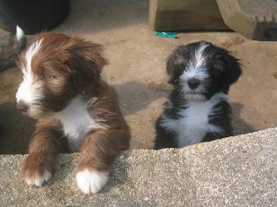 Dino und Donya brown