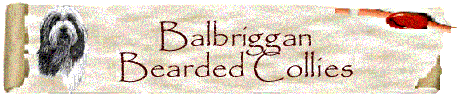 Balbriggan Beardies