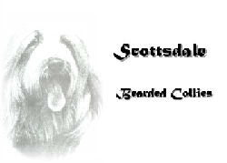 Scottsdale Bearded Collies