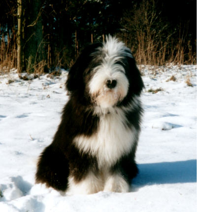 Unser kleiner Schneehase