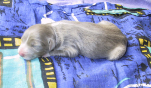 Die kleine Fawn-Lady