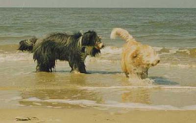 Nach einer wilden Jagd Abk&uuml;hlung in der Nordsee