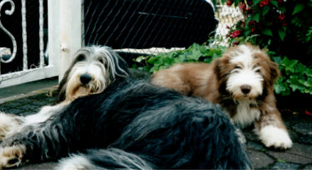 Tomte und Snert im Garten?