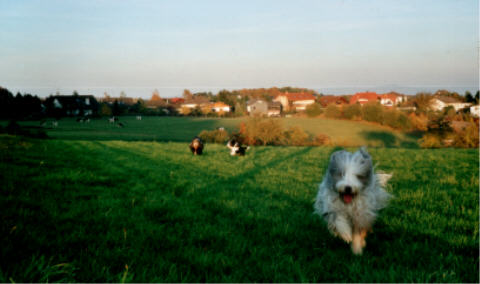Wald- und Wiesenbeardies