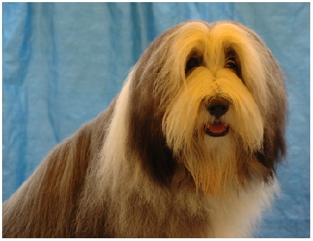 Vasco als smarter junger Beardiemann