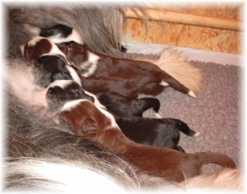 Die Babies mit 2 Wochen