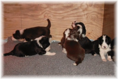 Die Babies mit 3 Wochen