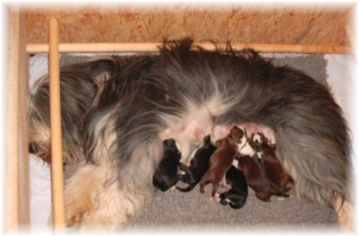 Yuma und die Welpen kurz nach der Geburt