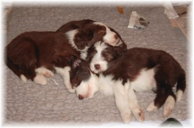 Die drei braunen mit 6 Wochen